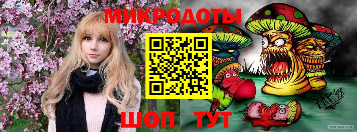 Галлюциногенные грибы Psilocybe Котлас